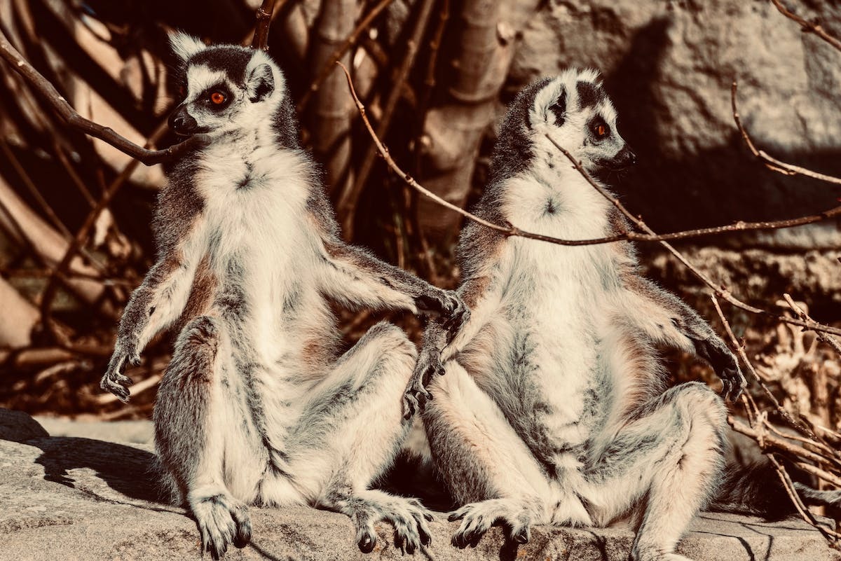 madagascar amour